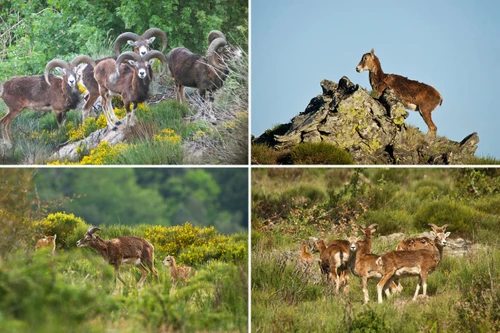 Immersion en nature : à la découverte des mouflons (L'Espérou - 30)