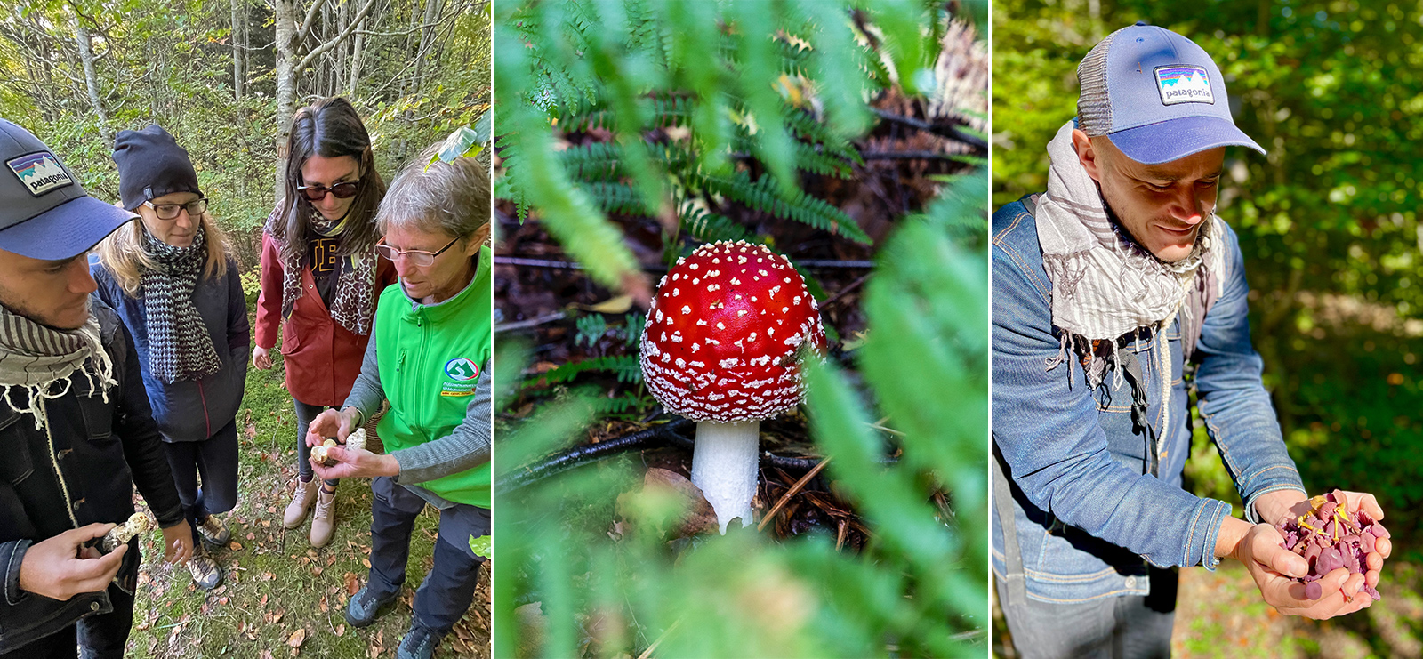 Aventure en forêt : cueillette de champignons