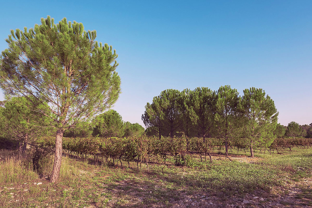 Le domaine de Restinclières près de Montpellier