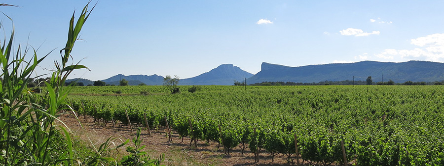 Balade à vélo autour du Pic St Loup Hérault