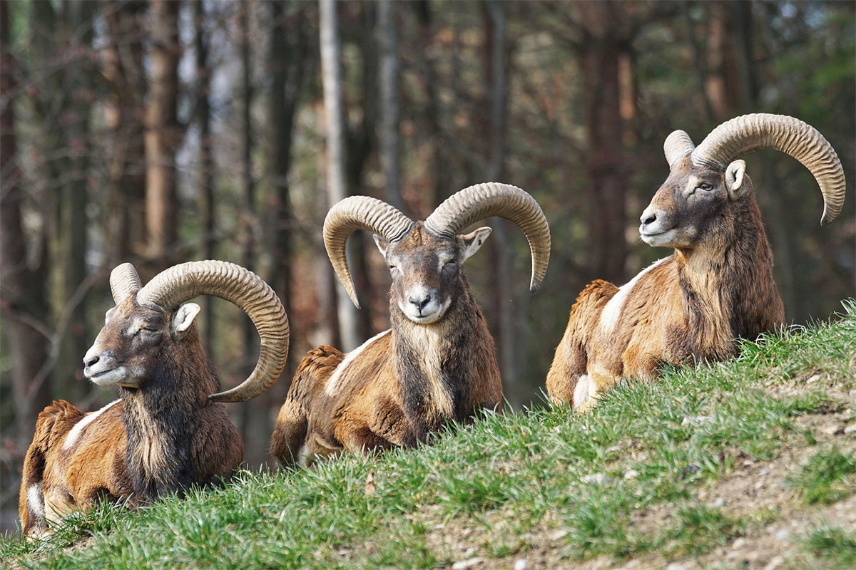 Immersion en nature : à la découverte des mouflons