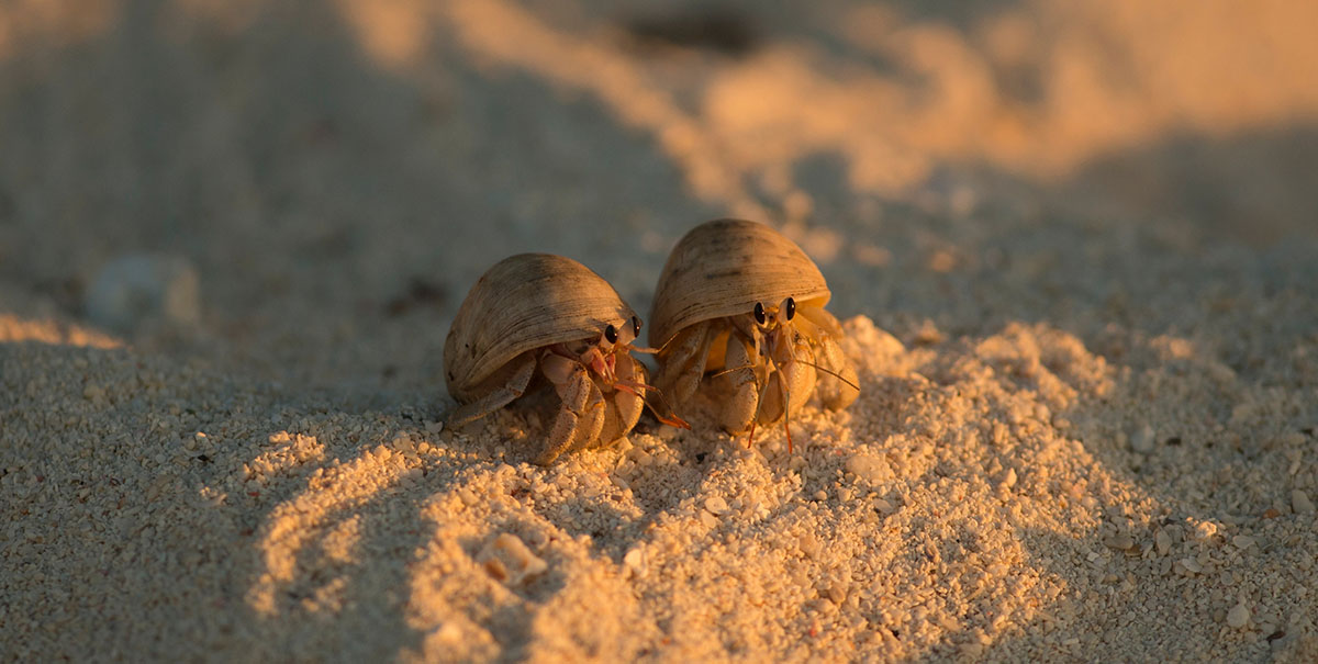 Biodiversité à la plage