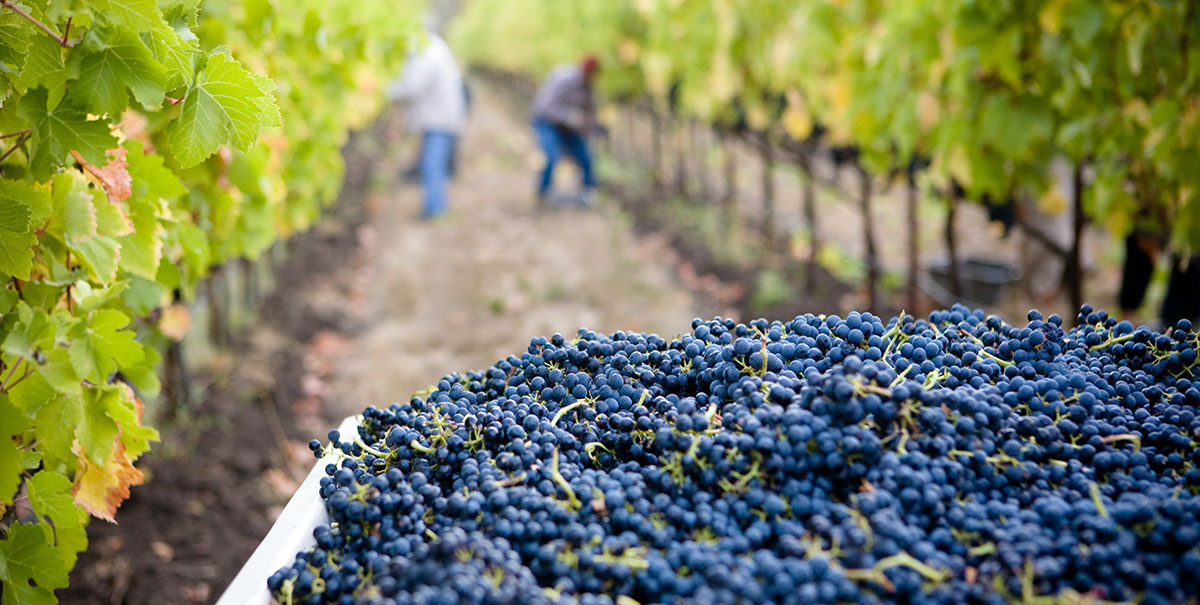 Vendanges par des producteurs locaux