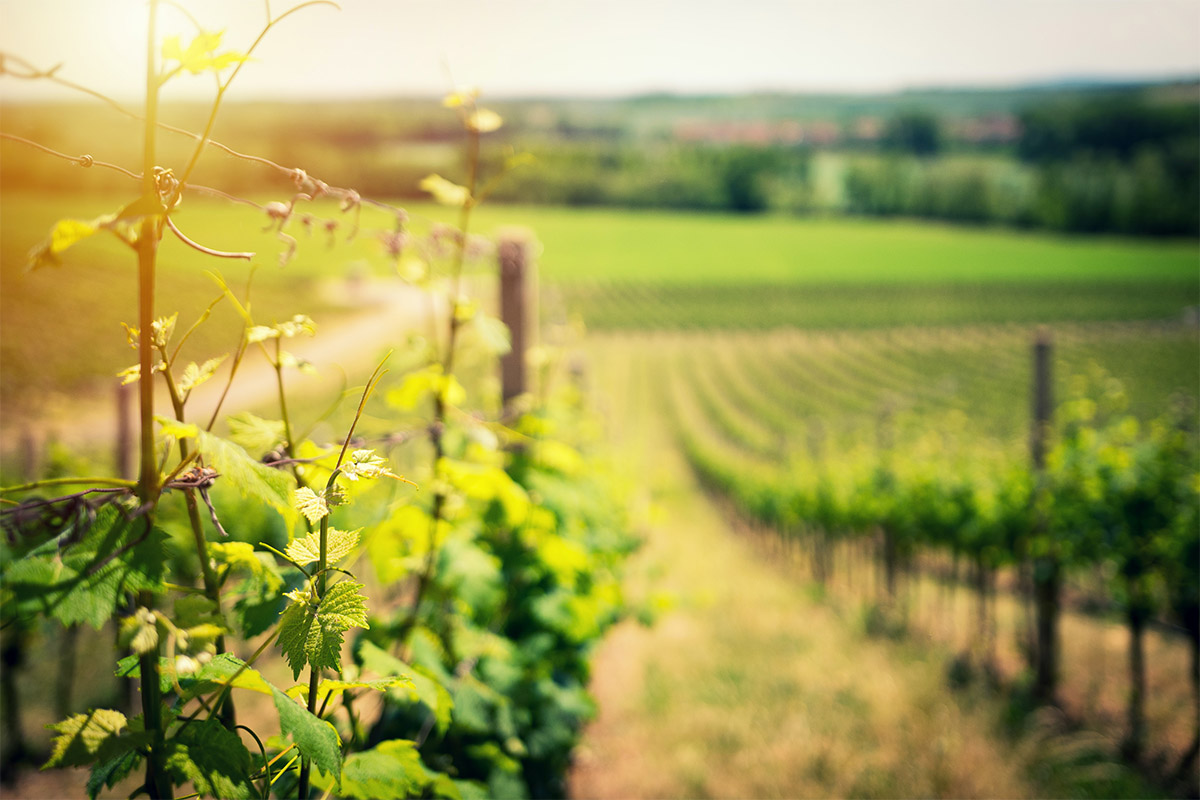 Escape game dans les vignes & dégustation de vin
