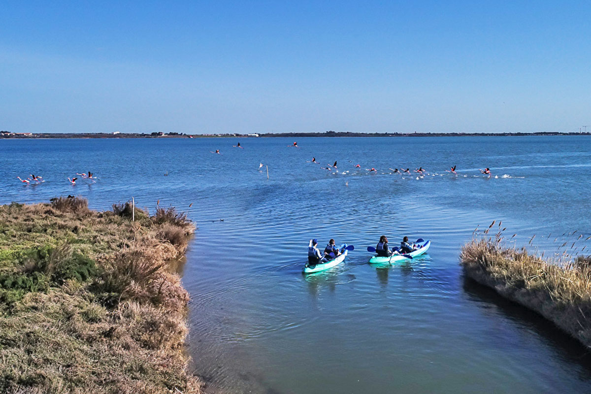 Galerie-image-Balade en kayak avec les flamants roses