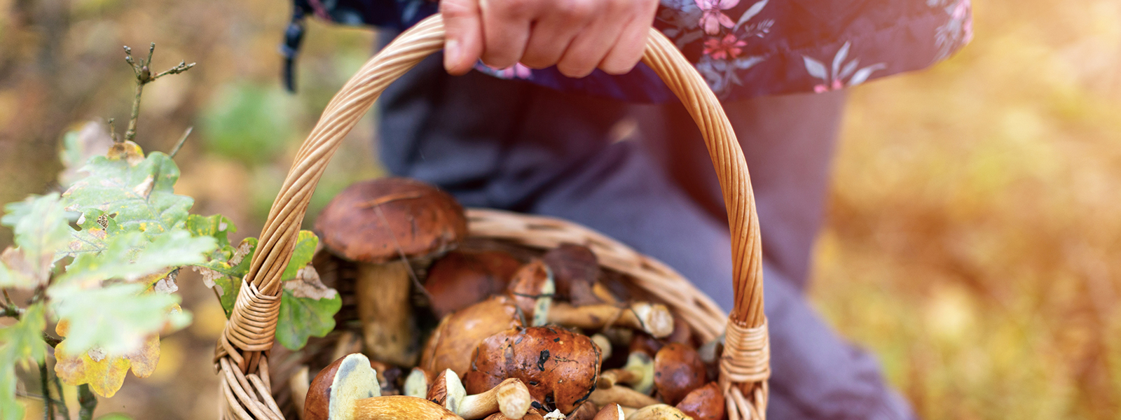 Conseils pour une sortie champignons réussie