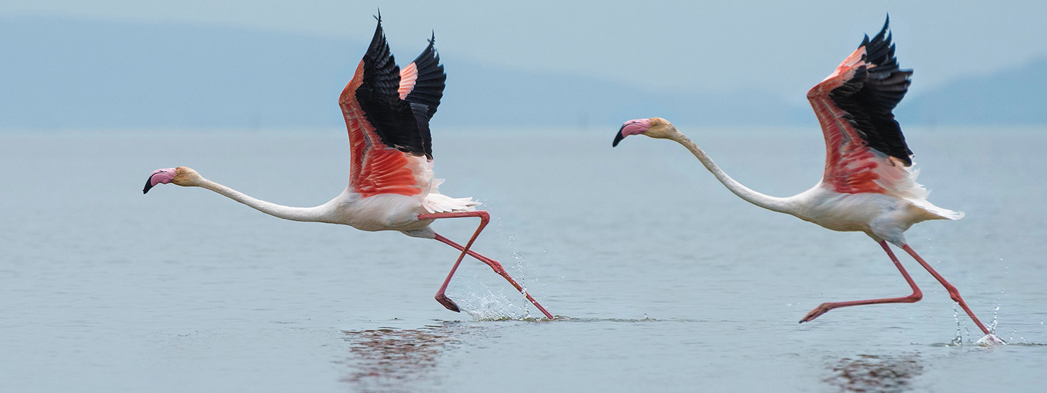 Envol de flamants roses sur les étangs de Palavas