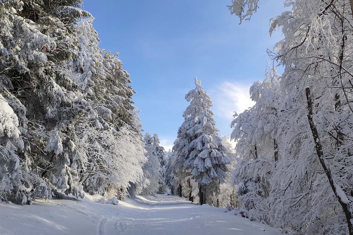 Galerie-image-Randonnée en raquettes à neige