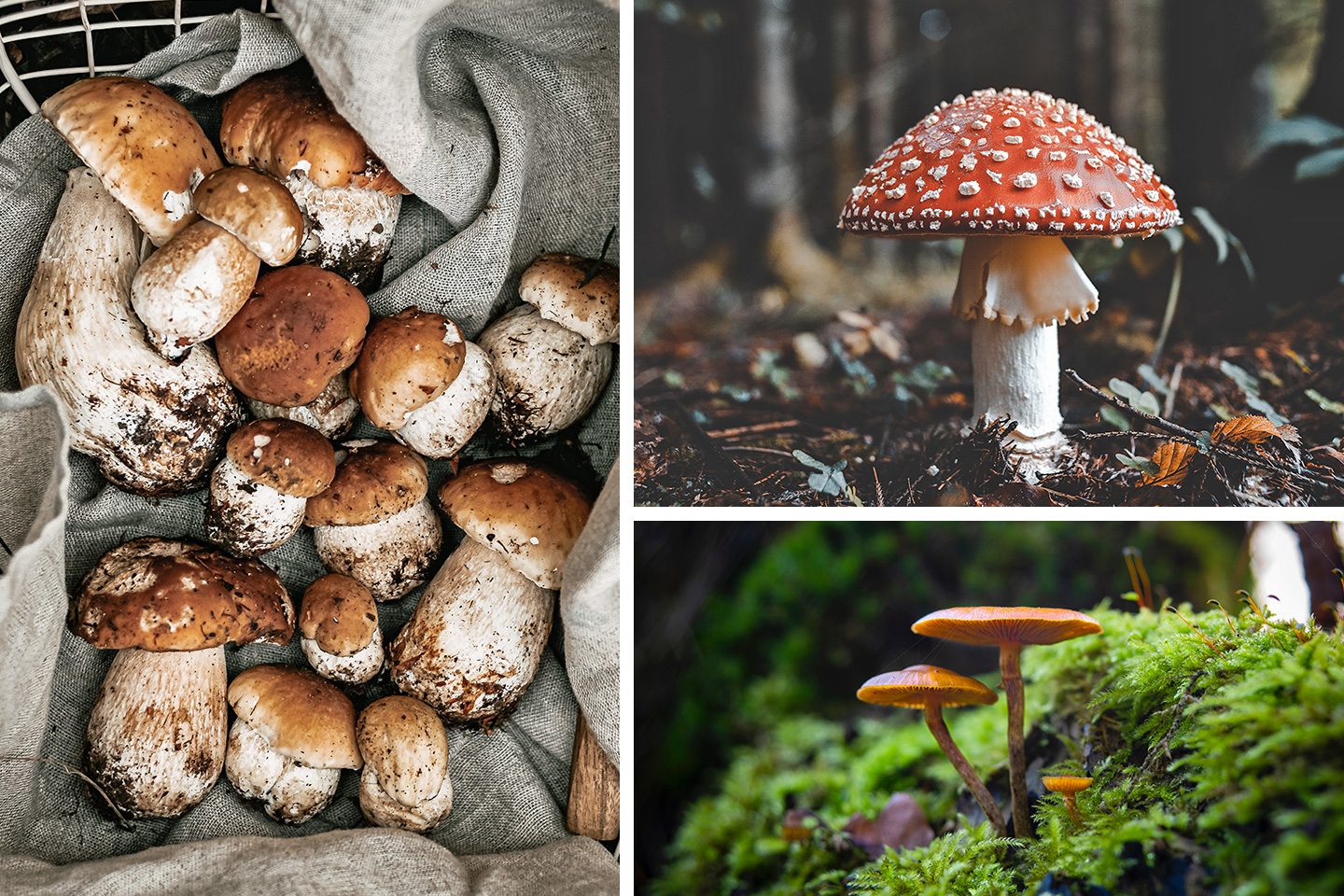 Galerie-image-Sortie champignons : initiation à la mycologie