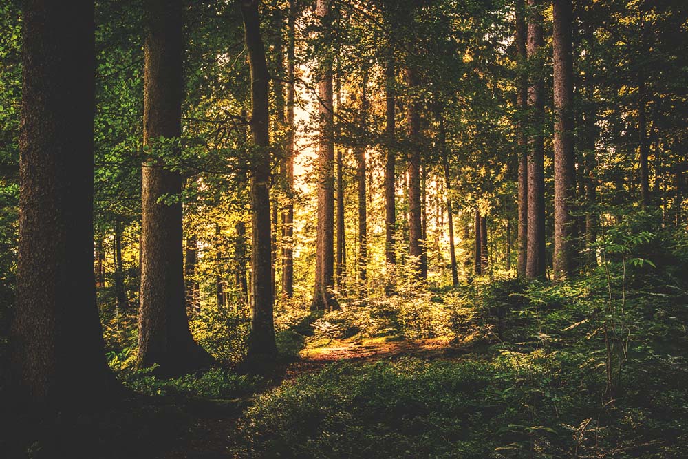 Galerie-image-Atelier sylvothérapie : prenez un bain de forêt !