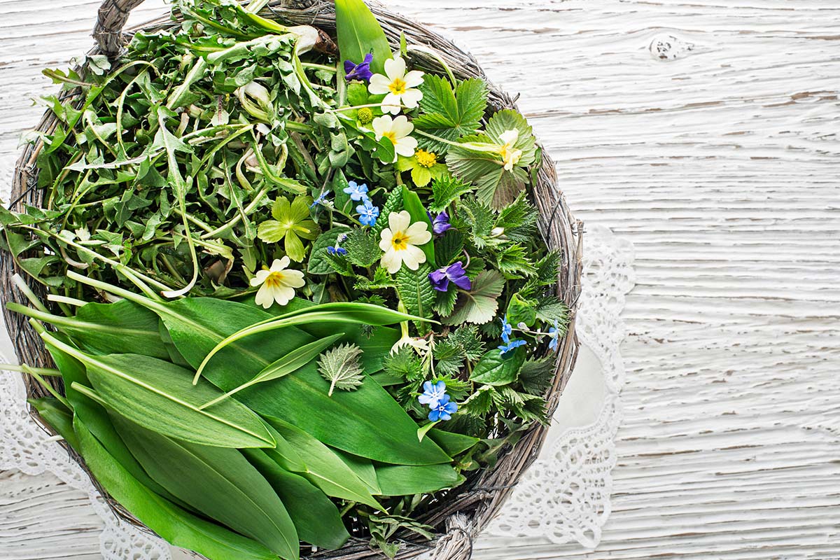 Atelier cuisiner les plantes sauvages