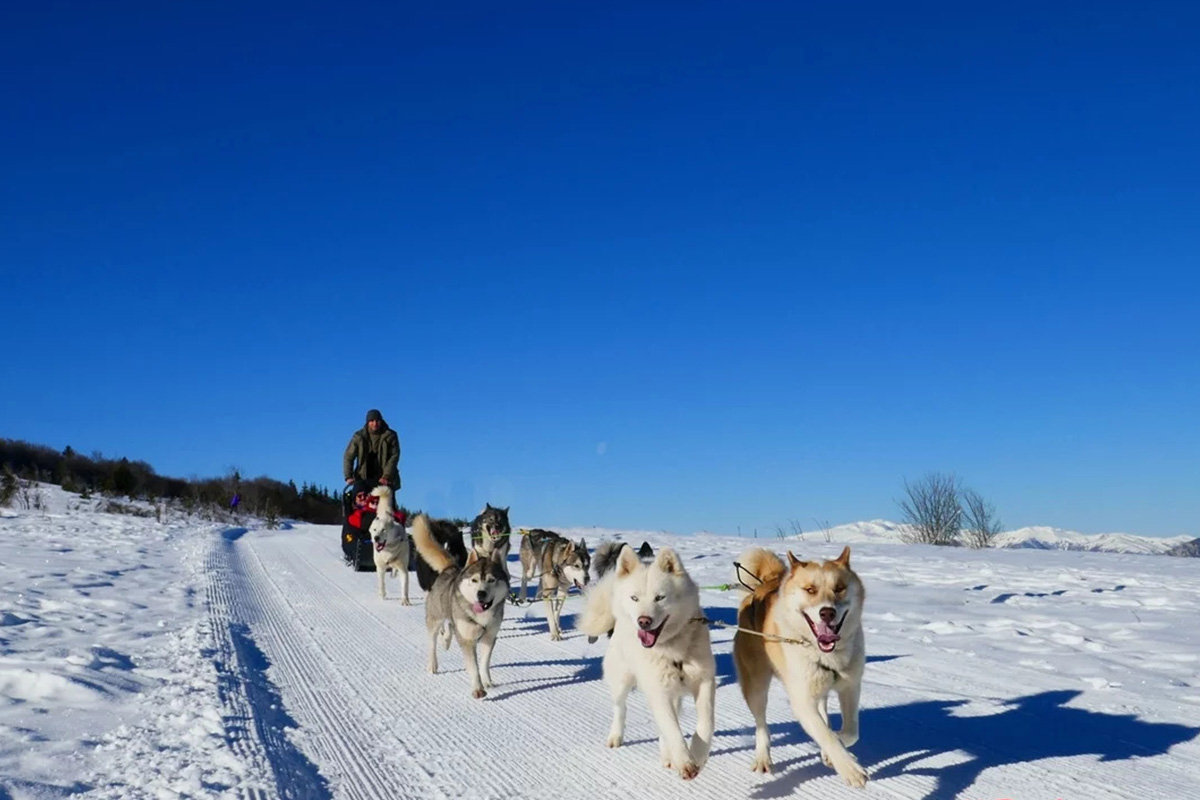 Galerie-image-Journée nordique : chiens de traineau & raquettes à neige