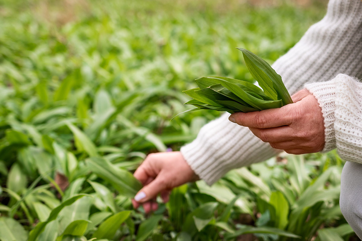 Galerie-image-Balade botanique autour des plantes sauvages médicinales et comestibles