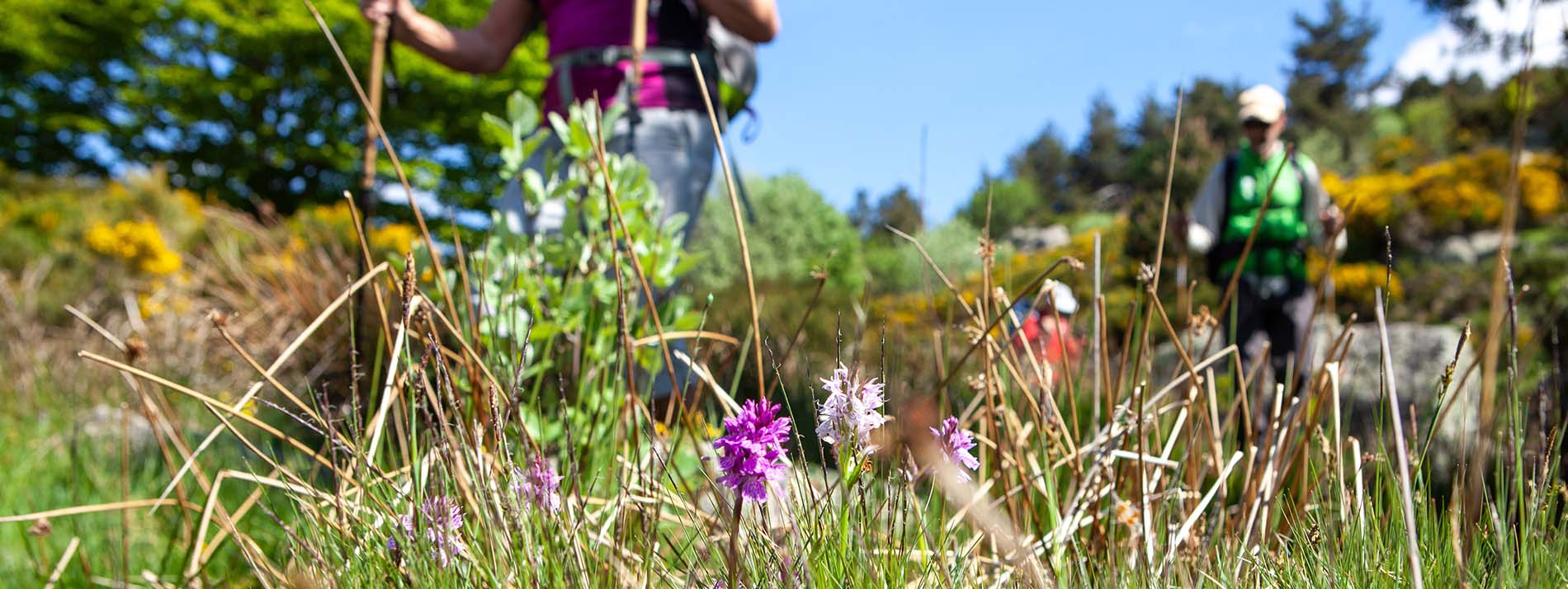 Rando dans l'Aude, le sentier des orchidées