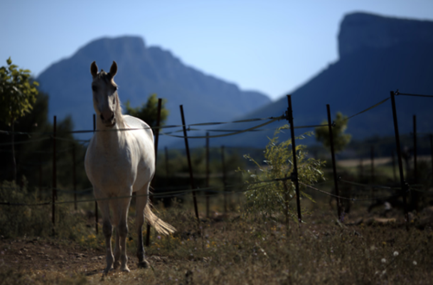 Galerie-image-Cheval énergies : 2 jours de reconnexion au contact du cheval