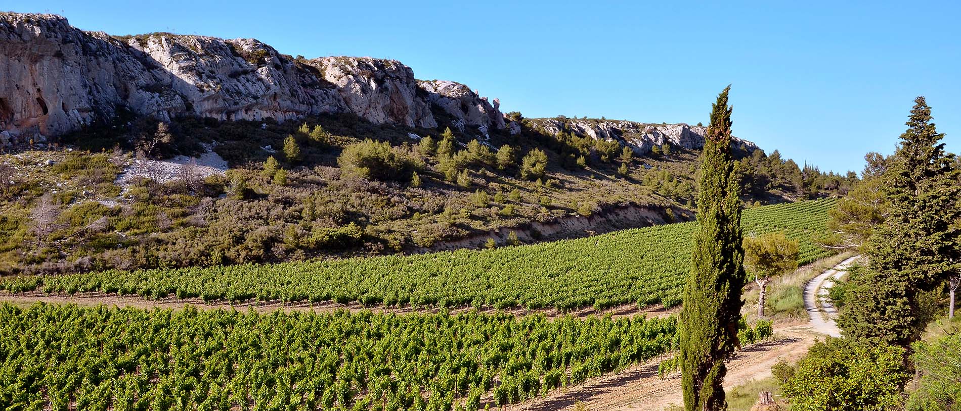 Les vignes de Terra Vinea dans l'Aude