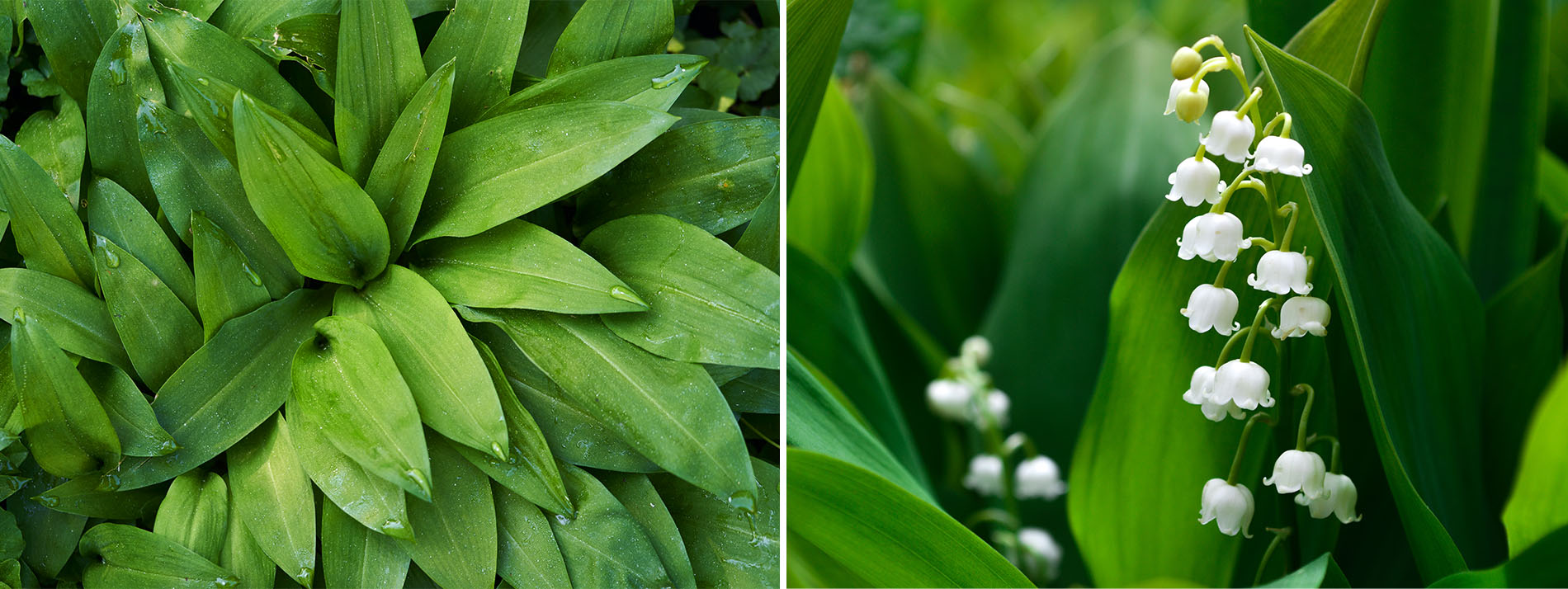 Ail des ours, plante sauvage comestible, vs muguet, plante sauvage non comestible