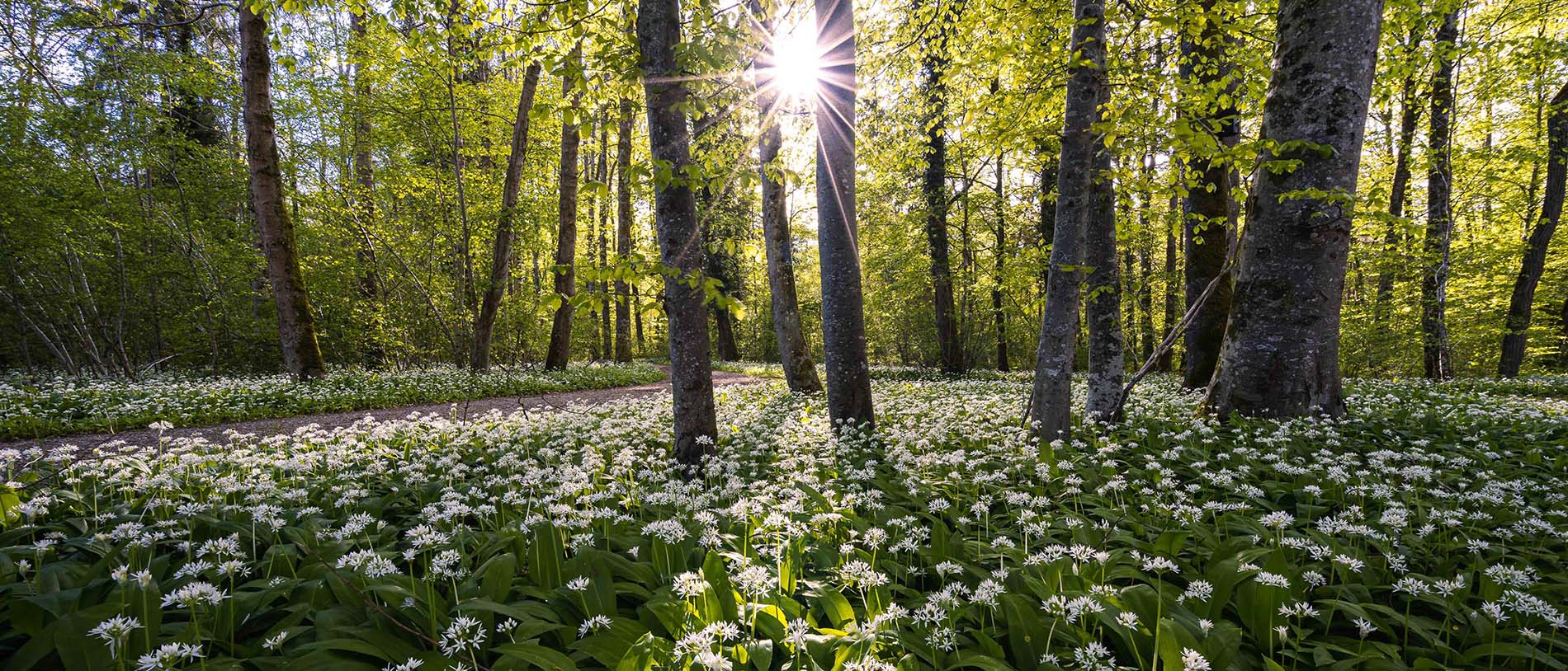 Plantes et fleurs sauvages dans la forêt