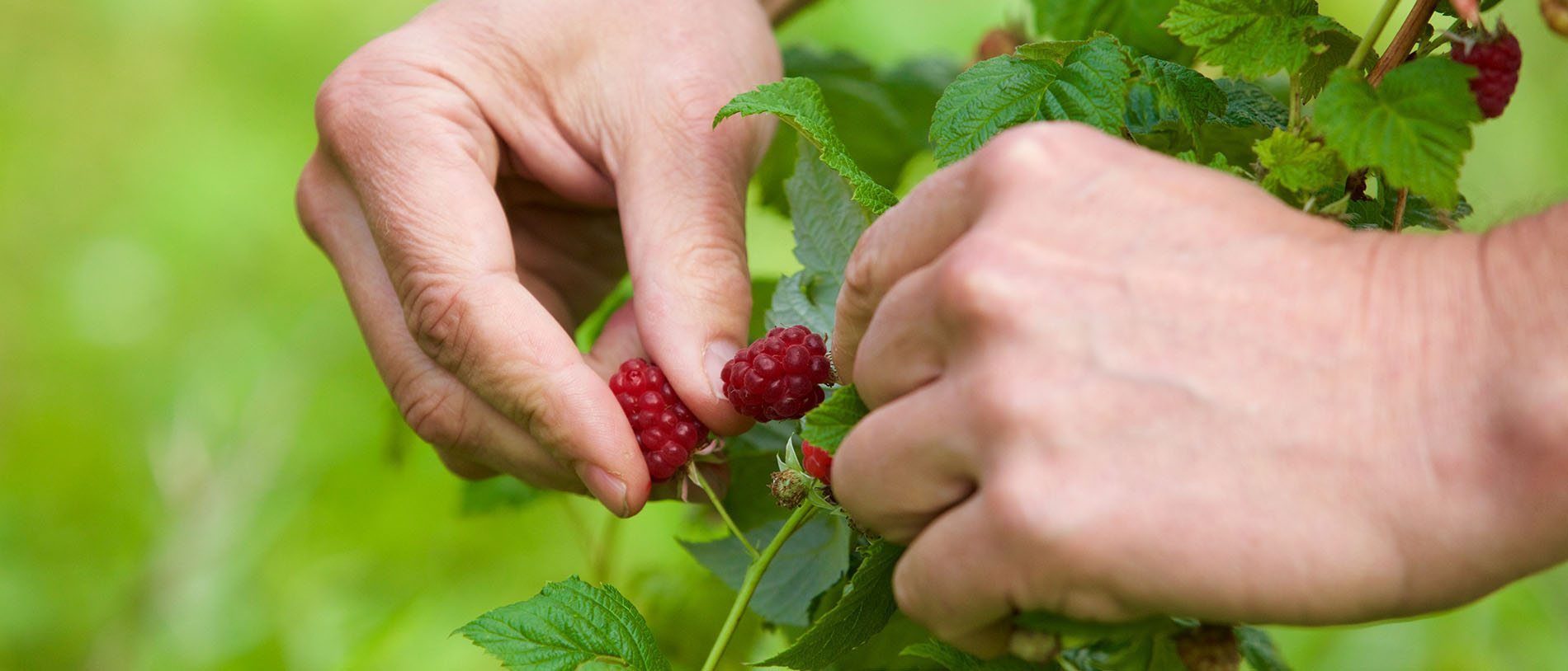 Cueillette de framboises sauvages