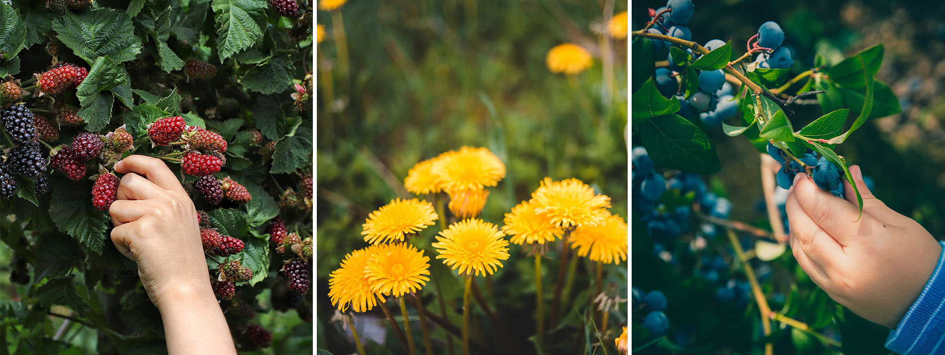  LES PLANTES SAUVAGES, CONNAITRE, CUEILLIR ET UTILISER