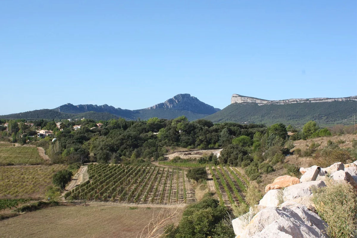 Balade Vins & Saveurs en Grand Pic Saint-Loup