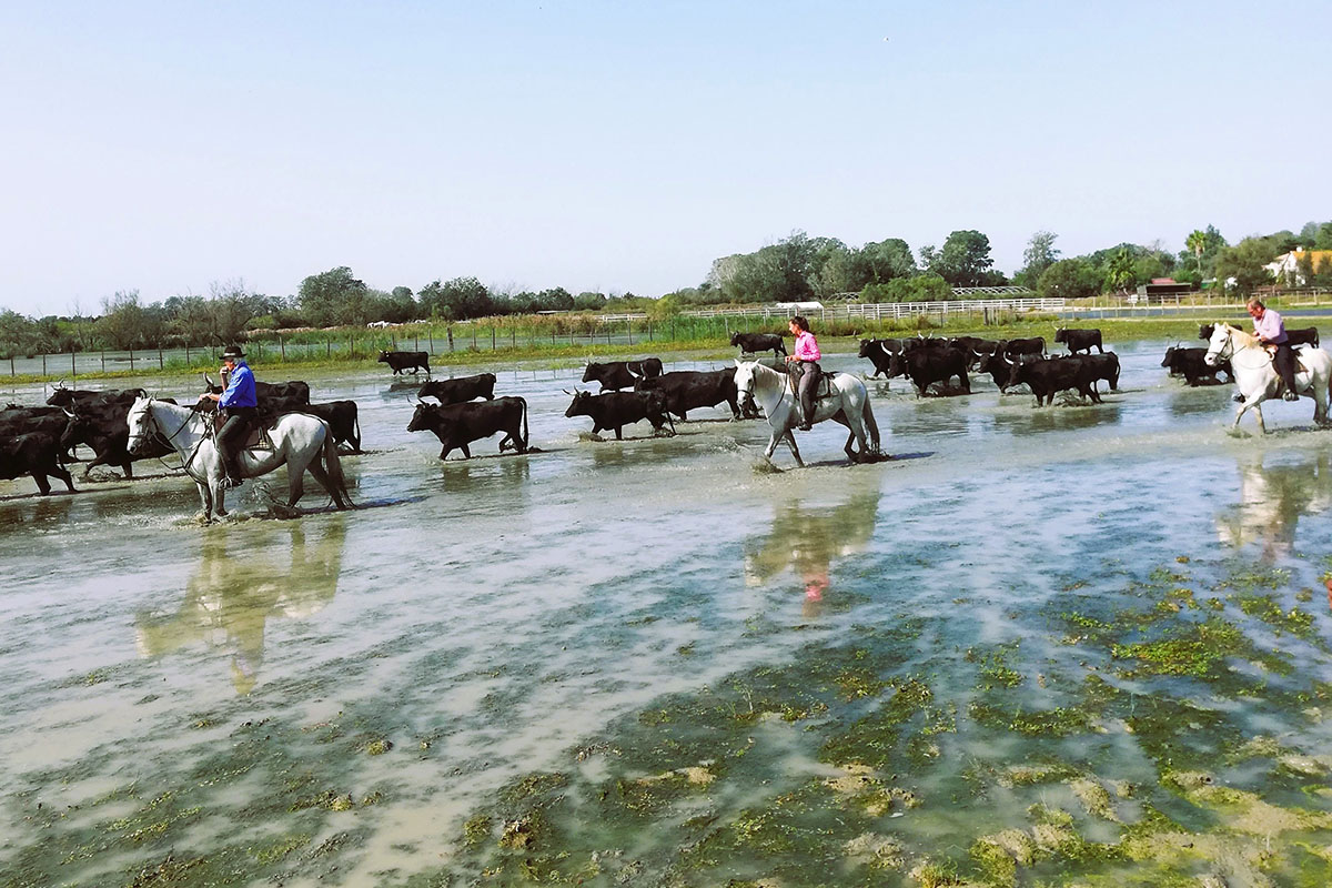 Immersion en Camargue : manade, salins, vignobles & produits du terroir