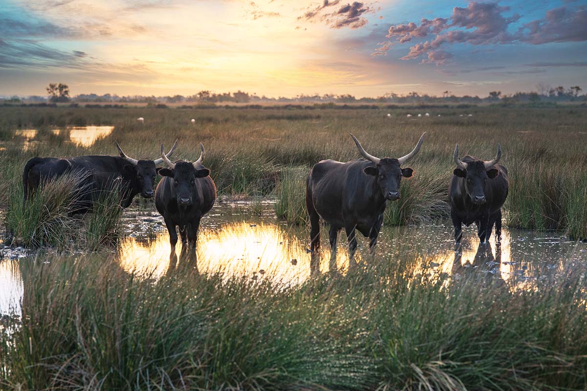 Galerie-image-Visite d’une manade camarguaise