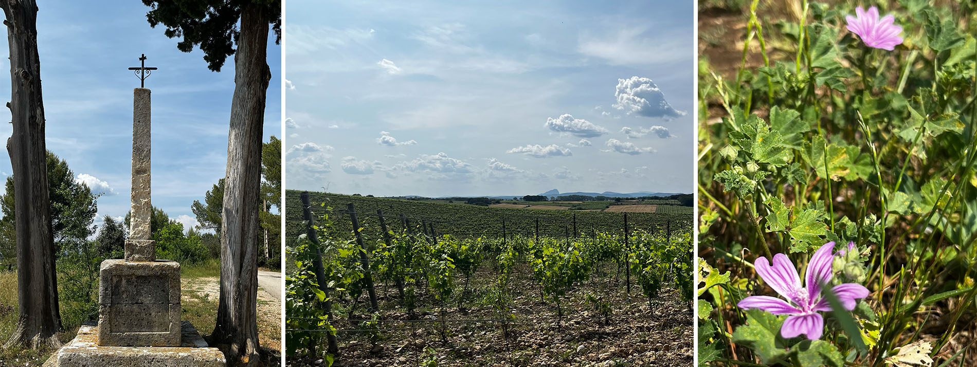 Paysages autour de St Christol dans l'Hérault