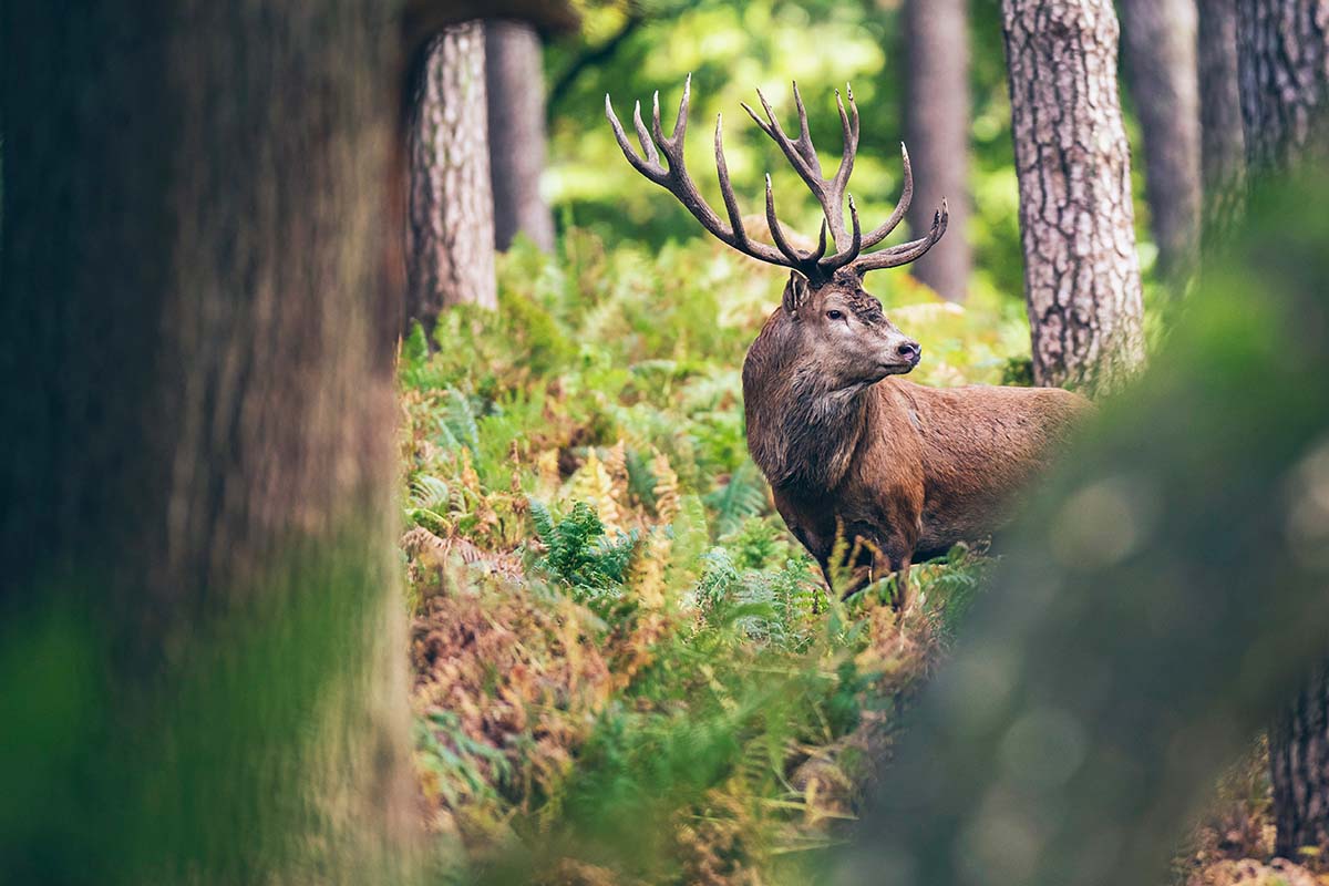 Galerie-image-Immersion en nature : à la découverte du brame du cerf