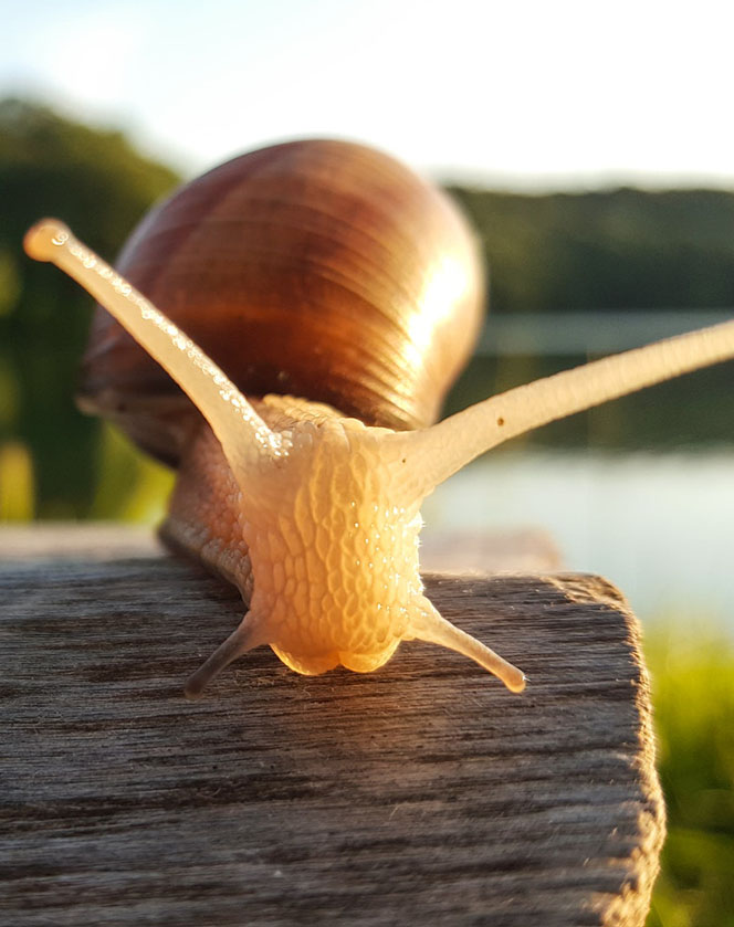 Escargot symbolisant le slow tourisme