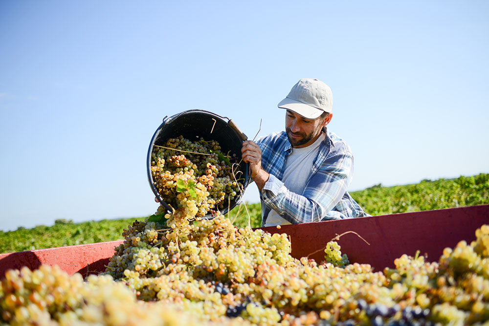 Galerie-image-Matinée vendanges & dégustation de vins