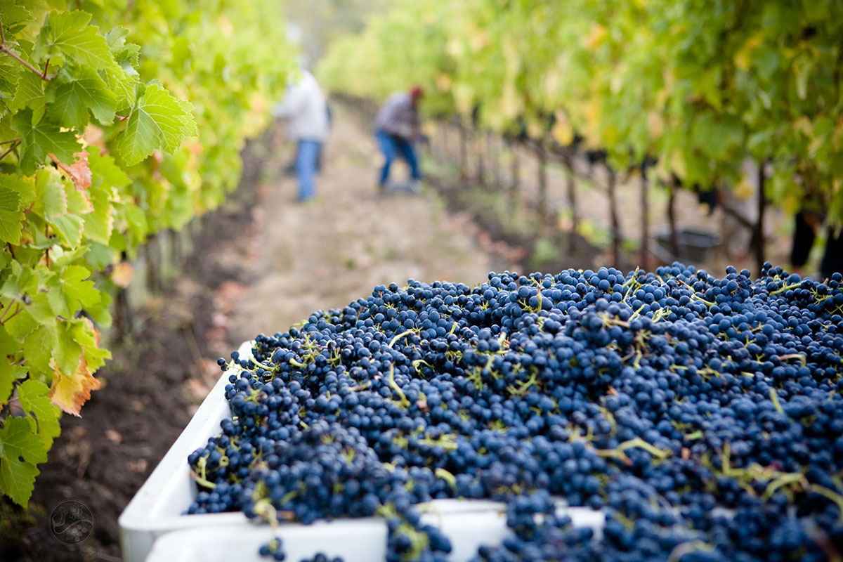 Vendangeur d’un jour & repas vigneron