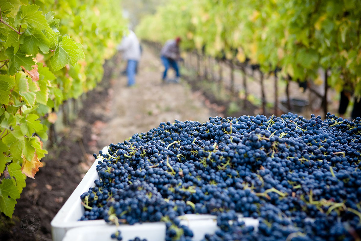 Galerie-image-Vendangeur d’un jour & repas vigneron