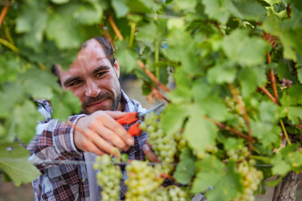 Galerie-image-Journée vendanges, repas vigneron & dégustation