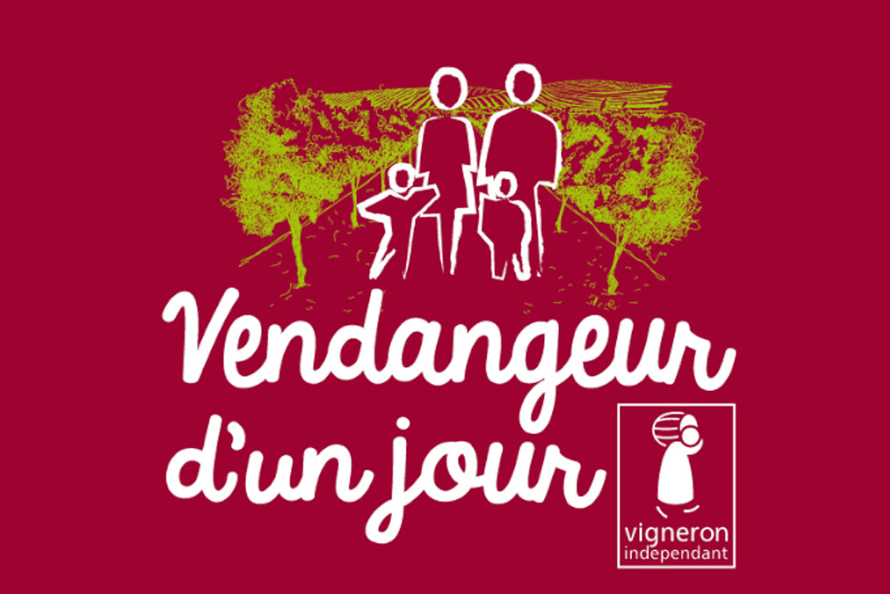 Galerie-image-Journée vendanges, repas vigneron & dégustation