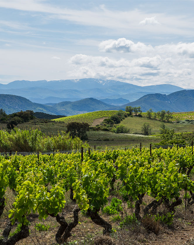 Randonnée facile dans l'Aude à travers les vignes