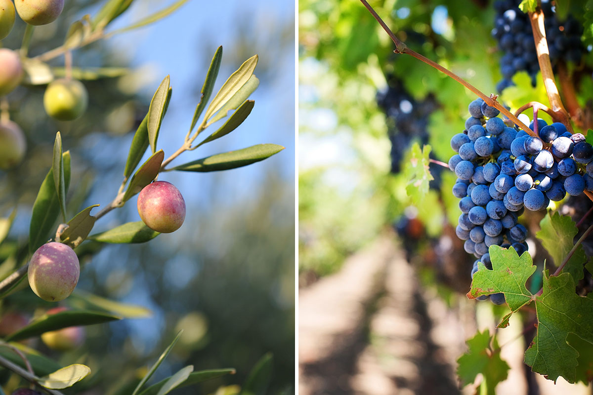 Visites & dégustations des Terrasses du Larzac : huile d’olive et vin
